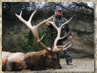 Elk taken by Vince and Don at the Bugle Canyon Ranch 